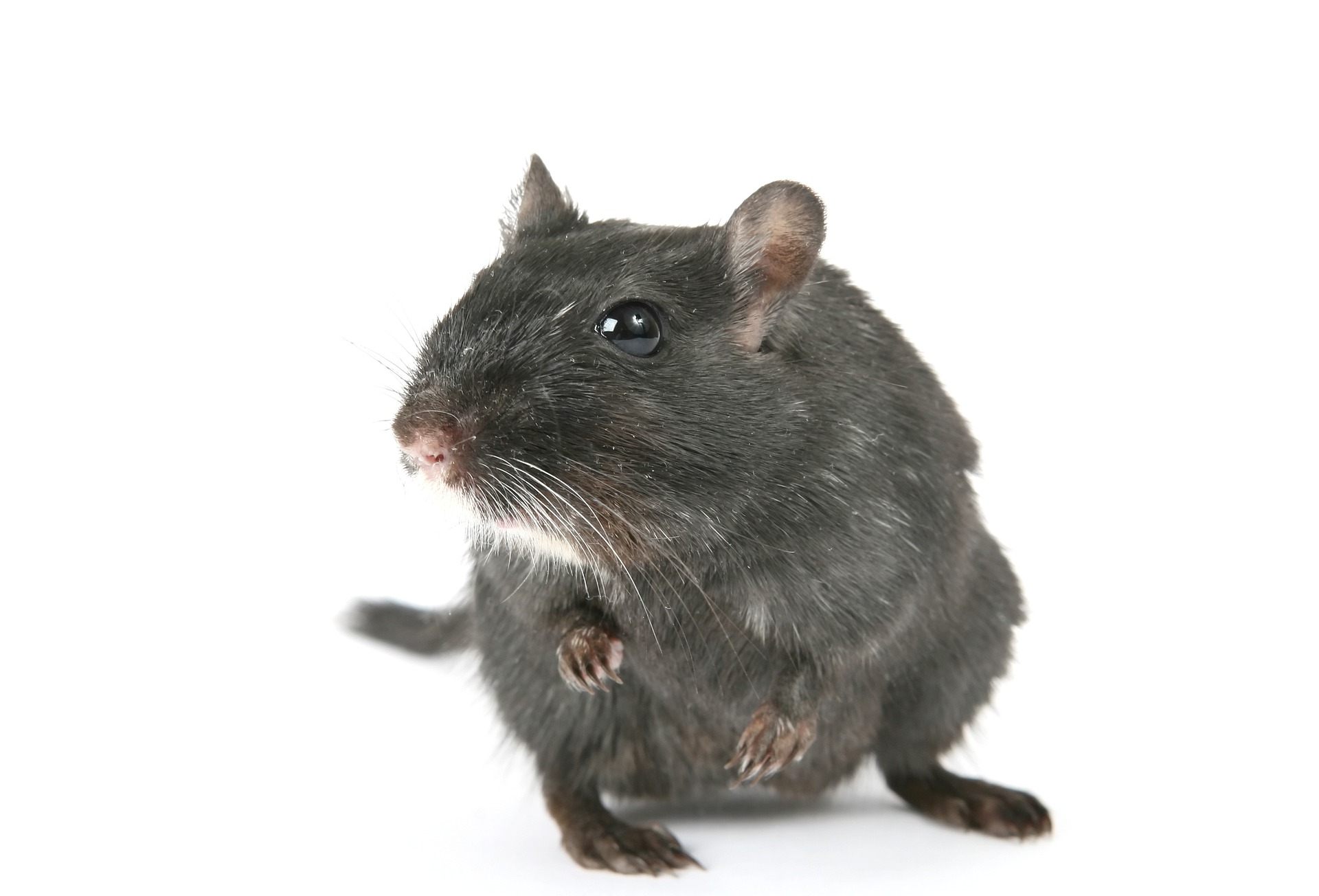 Choose CoverAll Pests for professional termite solutions in Houston.