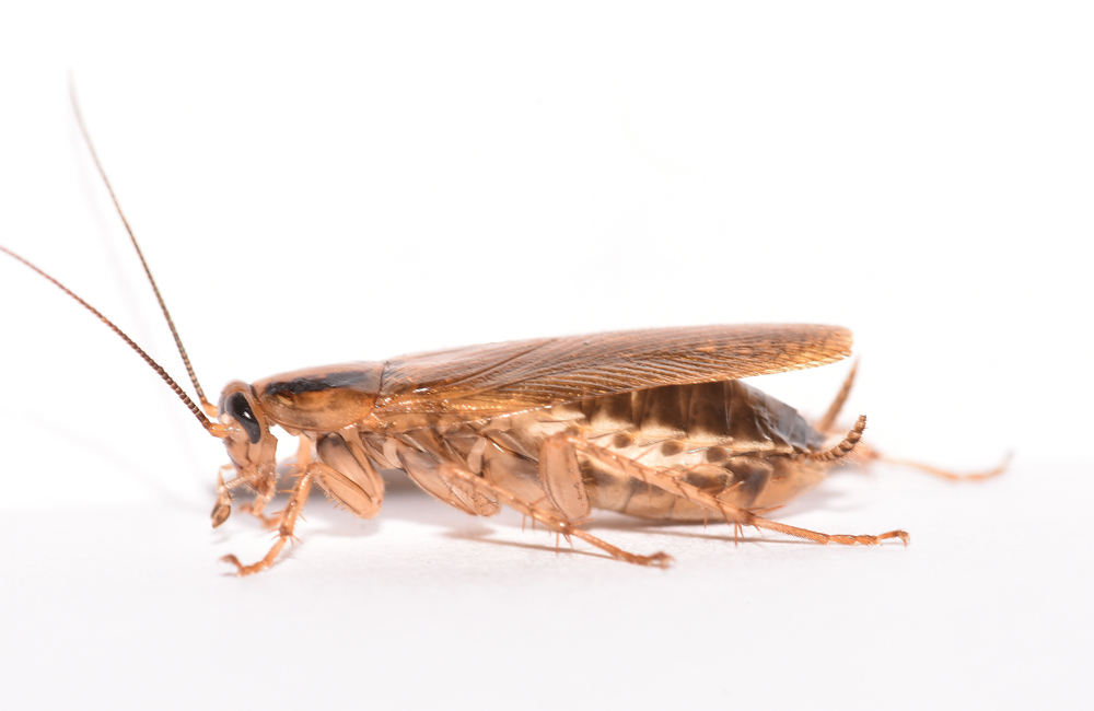 Houston Area Pest Control Service CoverAll Pests