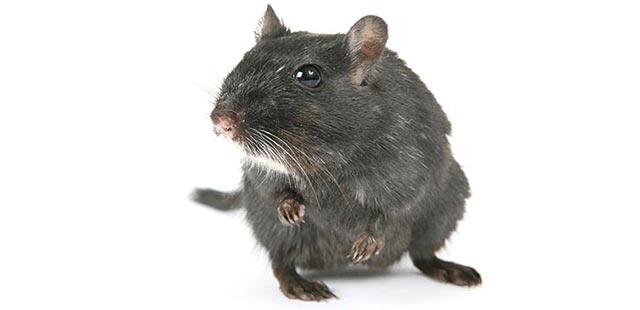Choose CoverAll Pests for comprehensive rodent management in Houston.
