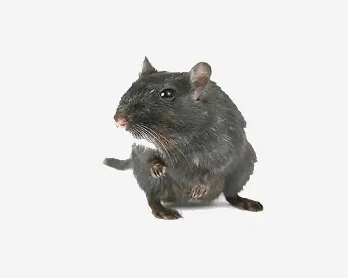Rodent Control & Exclusion