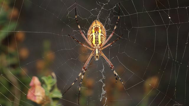 Reach out to CoverAll Pests for all your pest control needs in Houston.