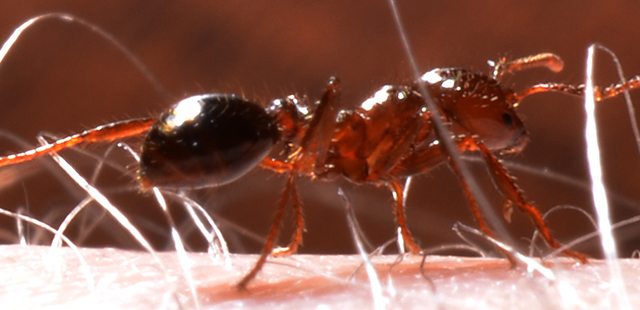 Find professional exterminators in Houston for immediate pest relief.