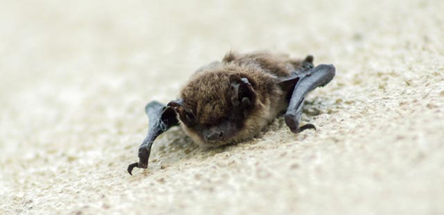 Find out about humane rodent control options in Houston.