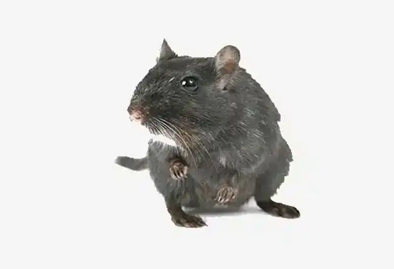 Rodent Control & Exclusion