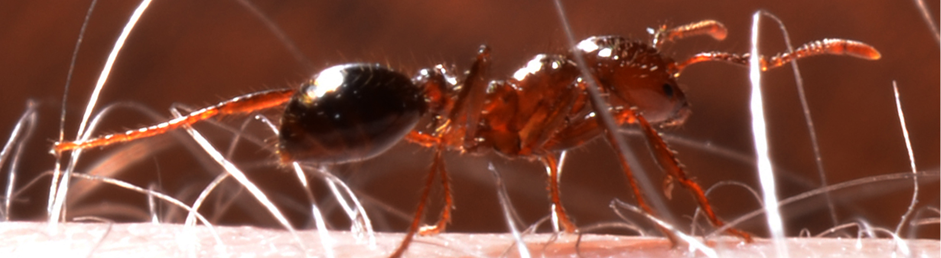 Get a free pest assessment for your Houston property today.