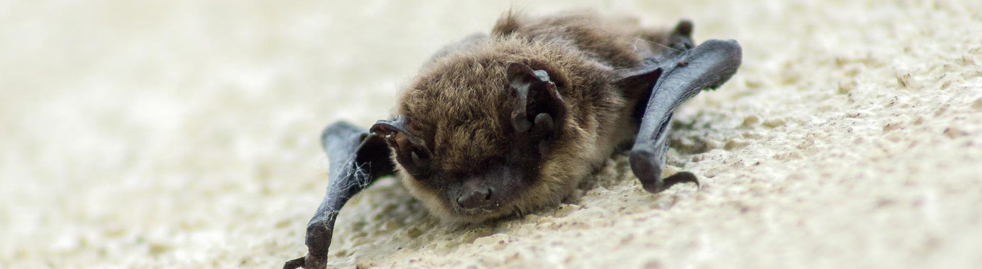 Schedule an in-person pest assessment at your Houston home.