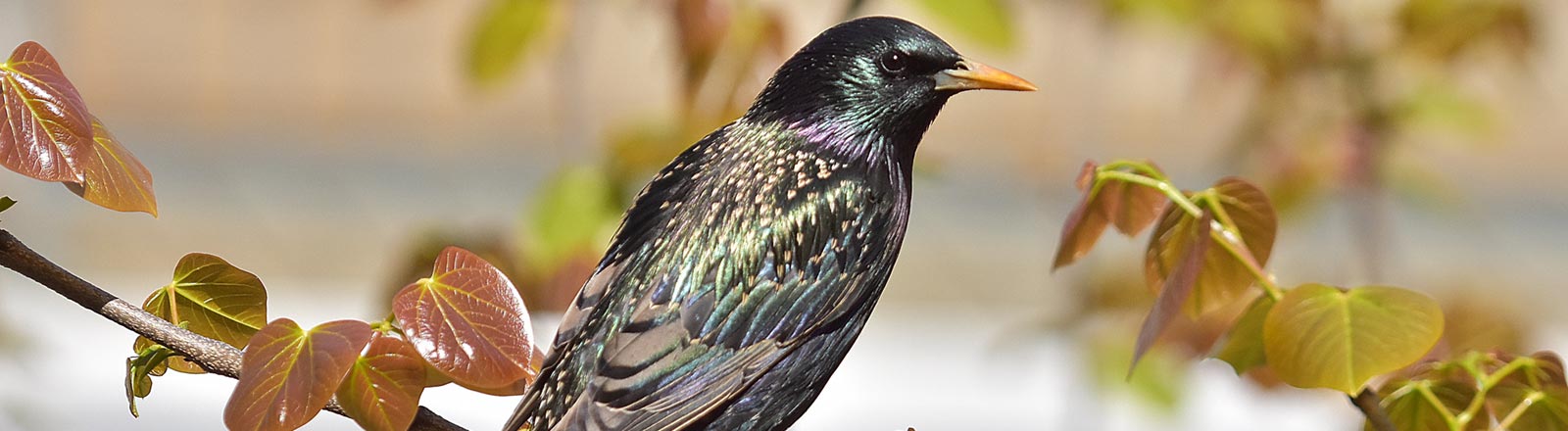 Explore the comprehensive customer service offerings from CoverAll Pests.