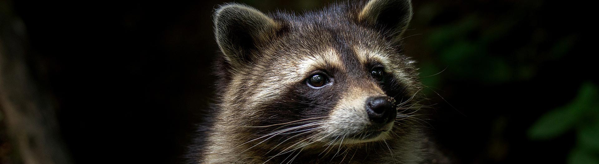Contact us for immediate rodent removal services in Houston.