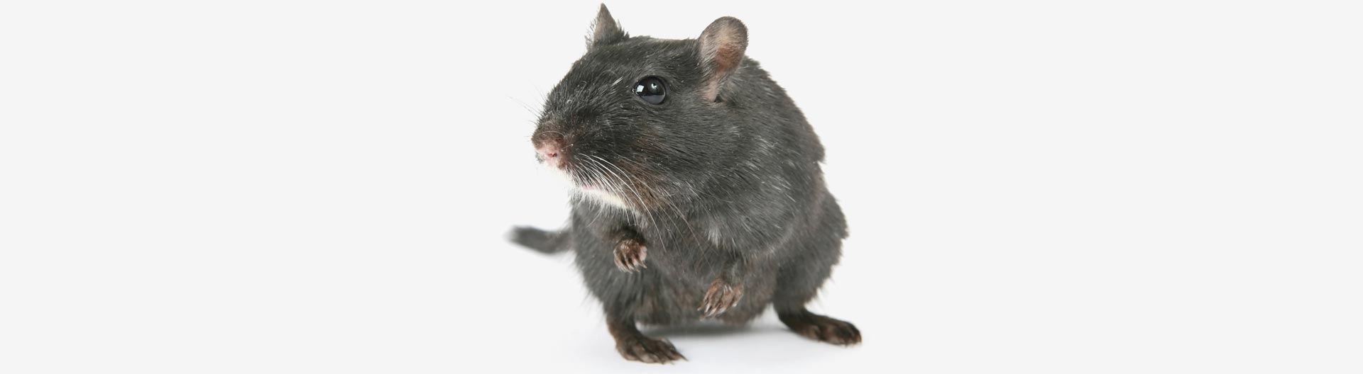 Choose CoverAll Pests for comprehensive rodent management in Houston.