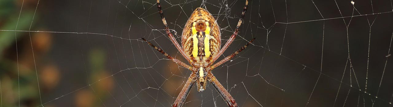 Schedule an in-person pest assessment at your Houston home.